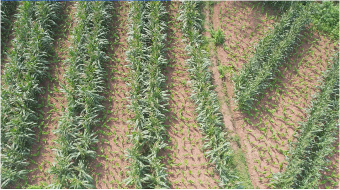 193d7caa1b984756524c36652ba567d