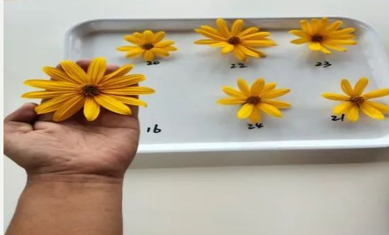 38c27919e098f76c054770cbe8b9e27