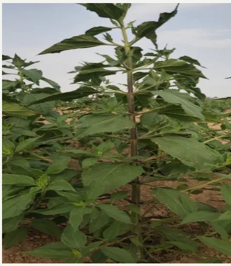 63b8357e5ac7a71ff0fa1c306189960